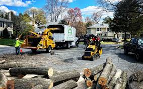 Best Fruit Tree Pruning  in Park Ridge, NJ